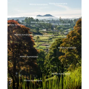 Nuwara Eliya Landscape Vertical Wallpaper