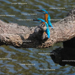 Kingfishers in their Natural Habitat