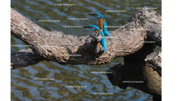 Kingfishers in their Natural Habitat